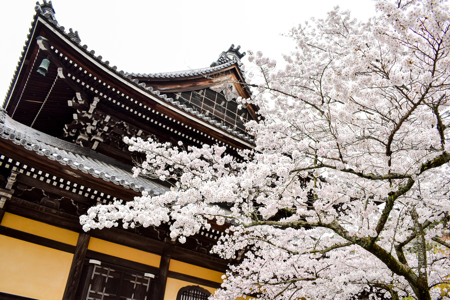 南禅寺_桜と法堂