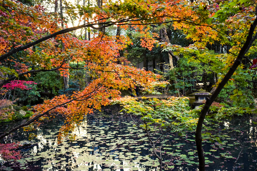 天授庵_紅葉の池泉回遊式庭園