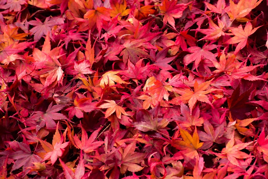 嵐山・天龍寺の散り紅葉_観光案内まとめ