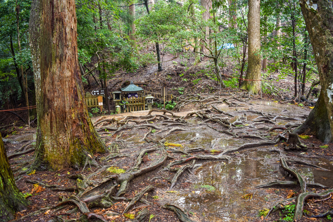 京都観光_鞍馬寺の奥の院参道-木の根道