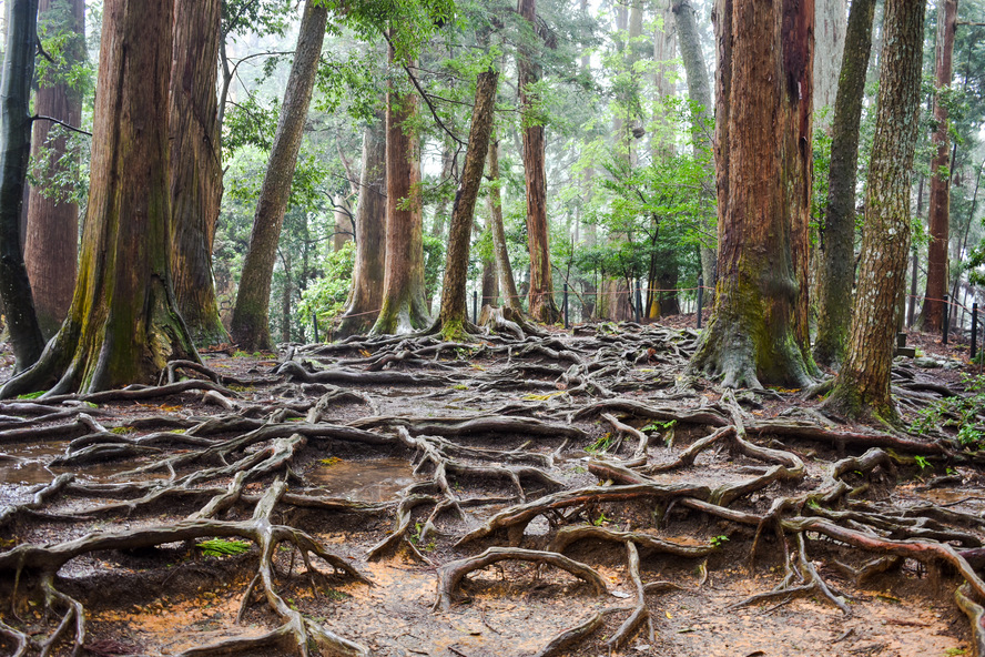 鞍馬寺奥の院参道_木の根道