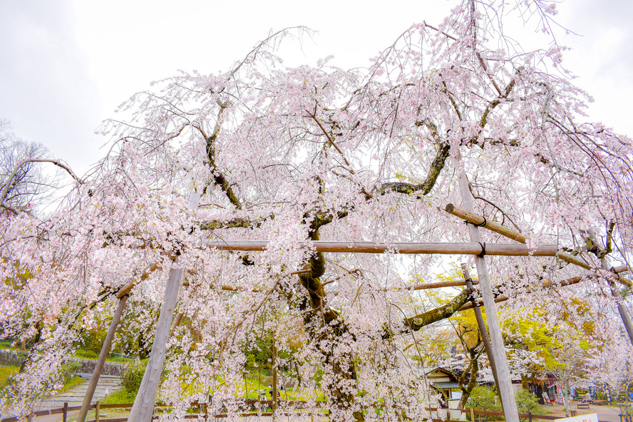 京都・円山公園の観光情報_時間と料金_アクセス_春の枝垂れ桜