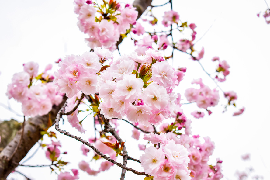 京都・円山公園の観光_春の公園と桜の見頃