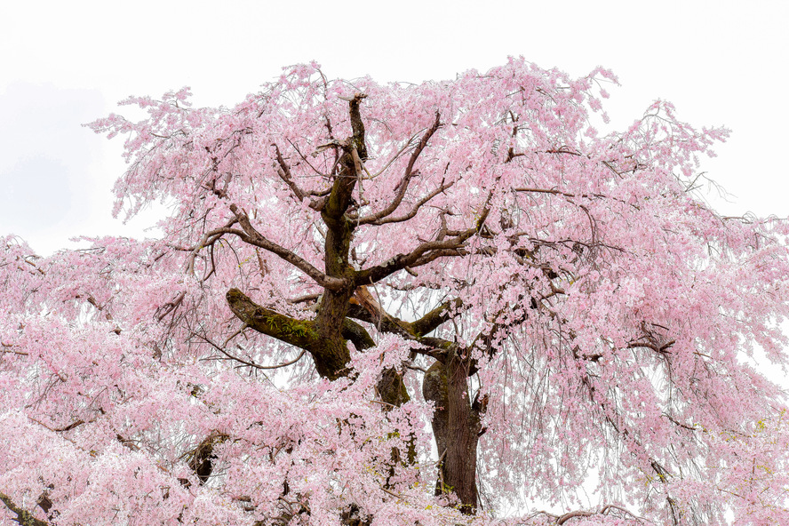 京都・円山公園の観光見どころ_祇園しだれ（祇園の夜桜）