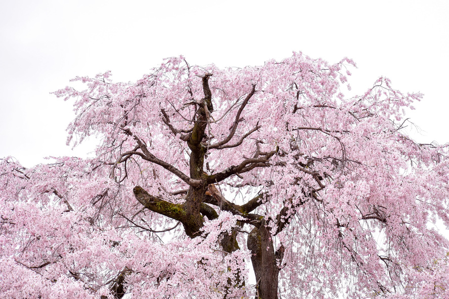 円山公園_祇園しだれ