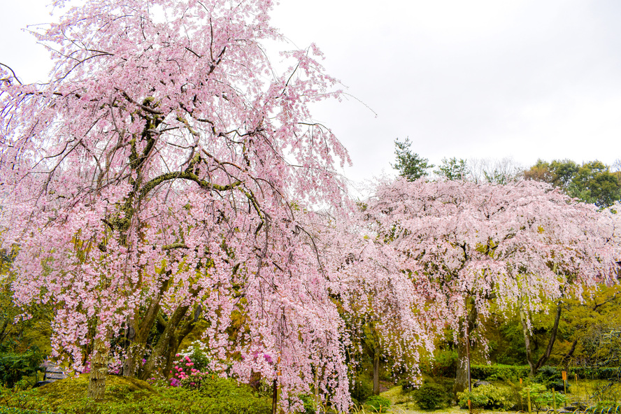 天龍寺の百花苑_春の桜