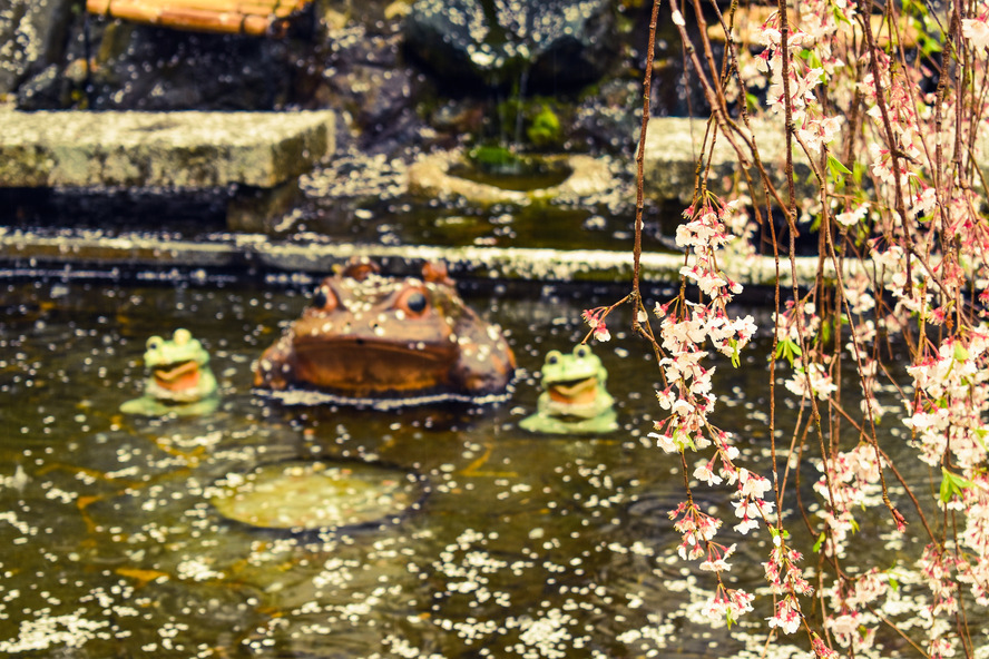 嵐山・天龍寺の百花苑_蛙と春の桜