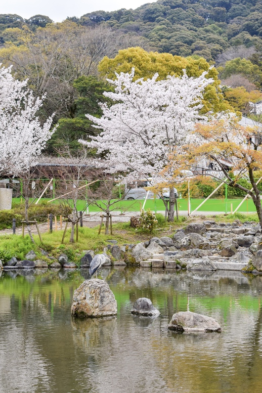 春の京都・円山公園_庭園と桜の木々
