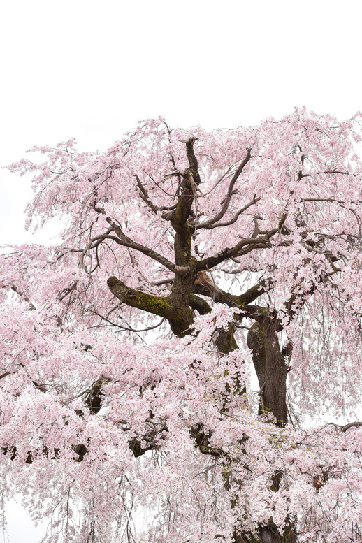春の京都・円山公園_祇園しだれ