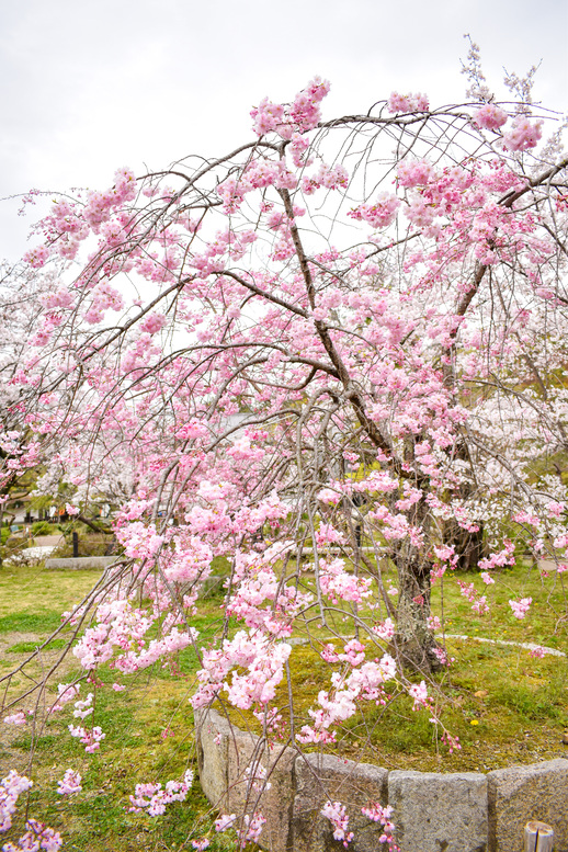 春の京都・円山公園_庭園と桜の木々