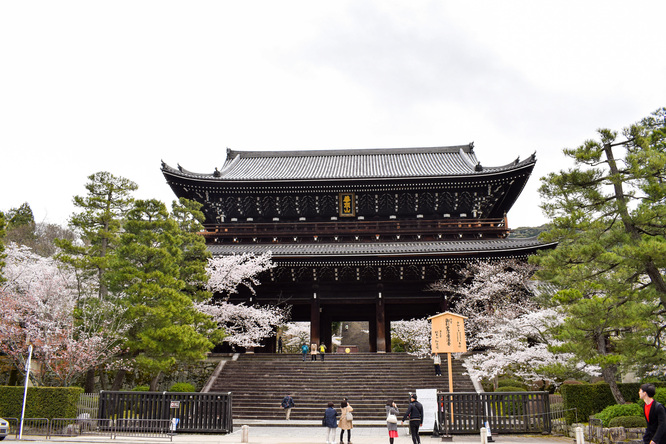 春の京都・円山公園と知恩院の桜