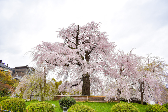 春の京都・円山公園_祇園しだれと桜の木々