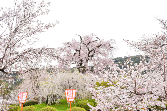 春の京都・円山公園_祇園しだれと桜の木々