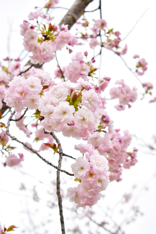 春の京都・円山公園_祇園しだれと桜の木々