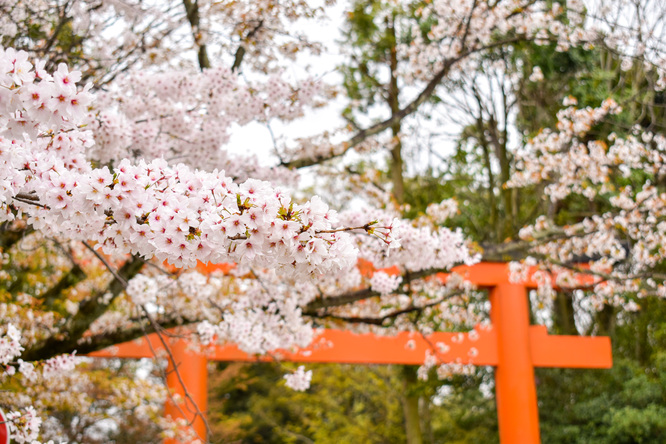 春の京都・円山公園_祇園しだれと桜の木々