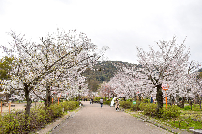 春の京都・円山公園_祇園しだれと桜の木々