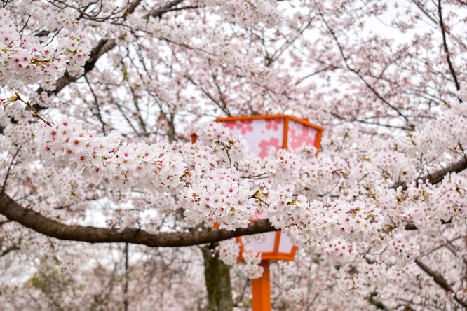 春の京都・円山公園_祇園しだれと桜の木々