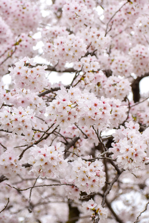 春の京都・円山公園_祇園しだれと桜の木々