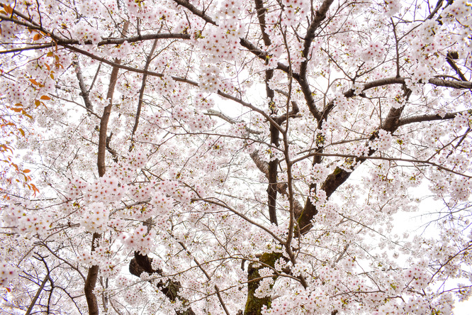 春の京都・円山公園_祇園しだれと桜の木々