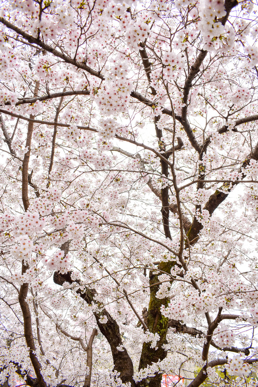 春の京都・円山公園_祇園しだれと桜の木々