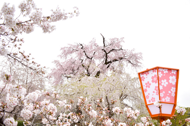 春の京都・円山公園_祇園しだれと桜の木々