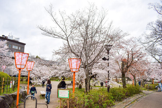 春の京都・円山公園_祇園しだれと桜の木々