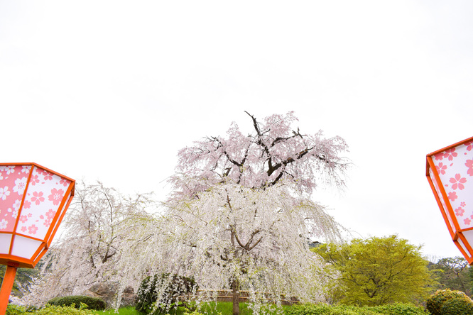 春の京都・円山公園_祇園しだれと桜の木々