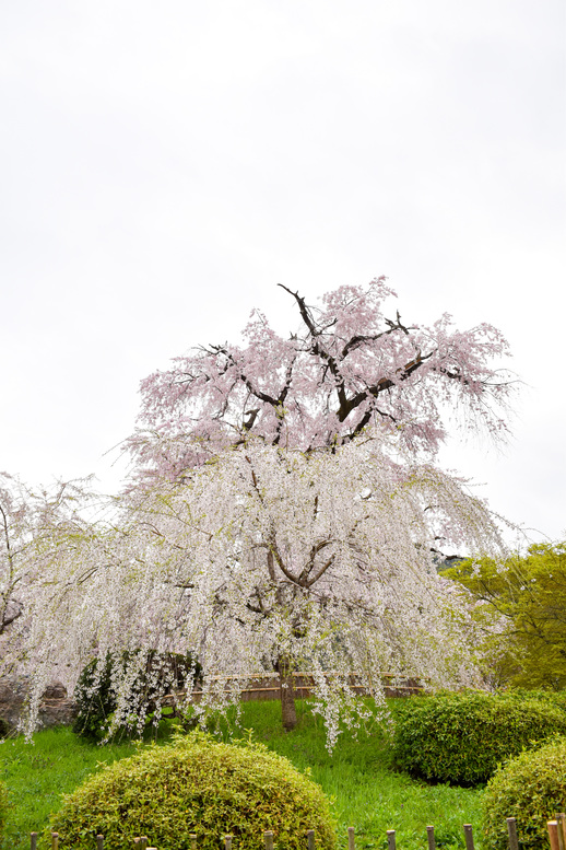 春の京都・円山公園_祇園しだれと桜の木々