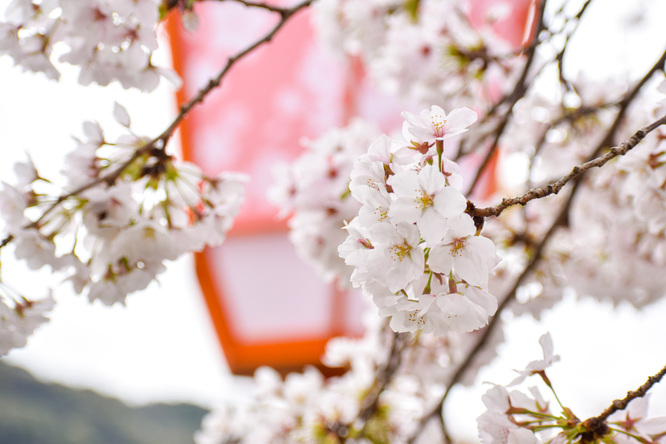 春の京都・円山公園_祇園しだれと桜の木々