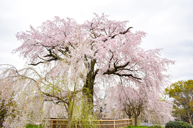 春の京都・円山公園_祇園しだれと桜の木々