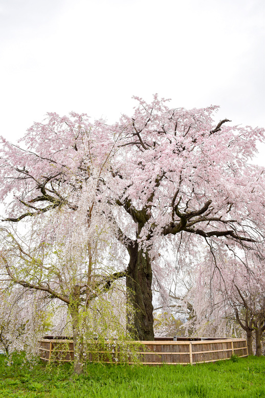 春の京都・円山公園_祇園しだれと桜の木々