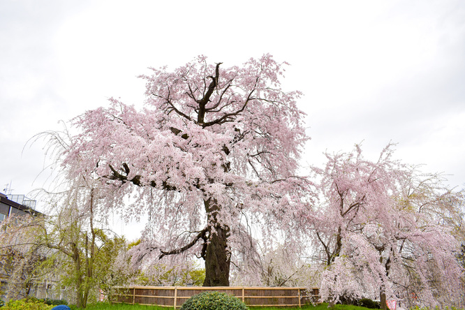 春の京都・円山公園_祇園しだれと桜の木々