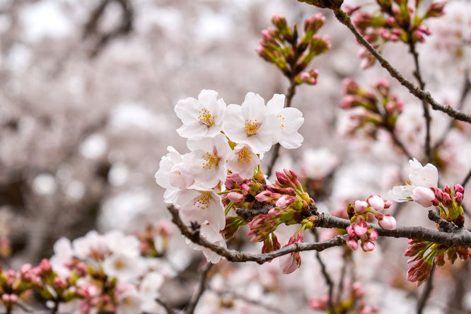 春の京都・円山公園_祇園しだれと桜の木々