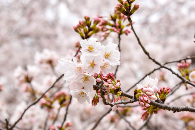 春の京都・円山公園_祇園しだれと桜の木々