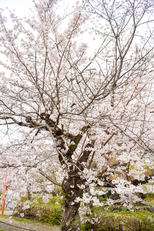 春の京都・円山公園_祇園しだれと桜の木々