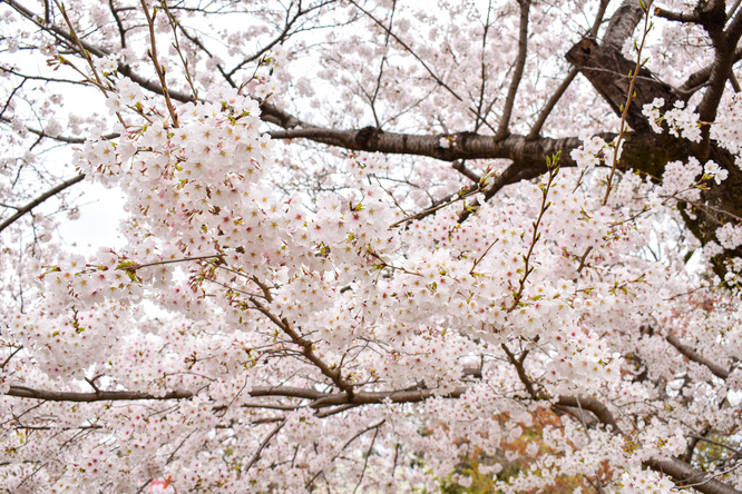 春の京都・円山公園_祇園しだれと桜の木々