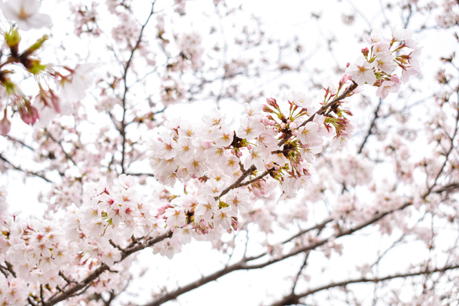 春の京都・円山公園_祇園しだれと桜の木々