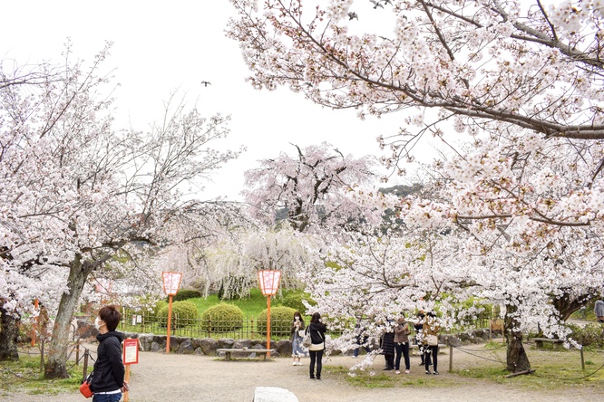 春の京都・円山公園_祇園しだれと桜の木々