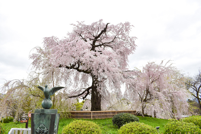 春の京都・円山公園_祇園しだれ