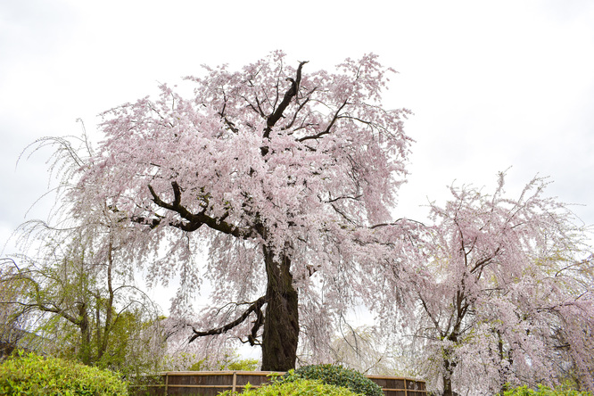 春の京都・円山公園_祇園しだれ