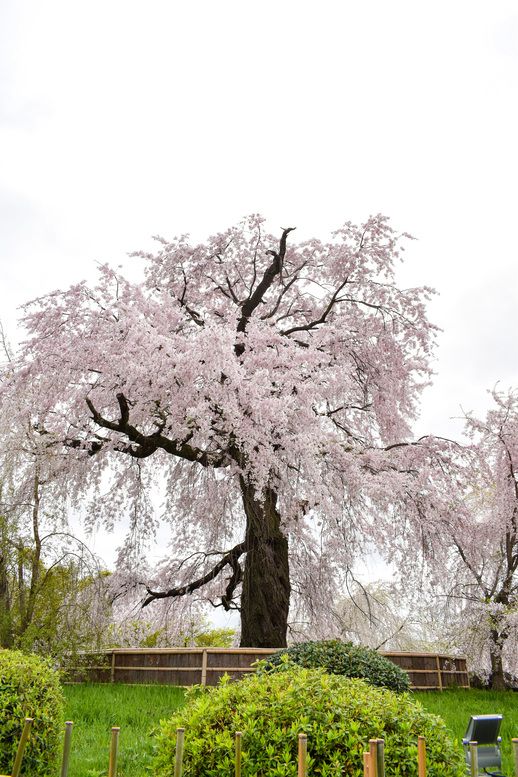 春の京都・円山公園_祇園しだれ