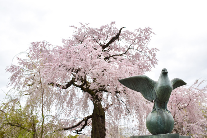 春の京都・円山公園_祇園しだれとハトの銅像