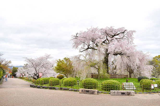 春の京都・円山公園_祇園しだれ