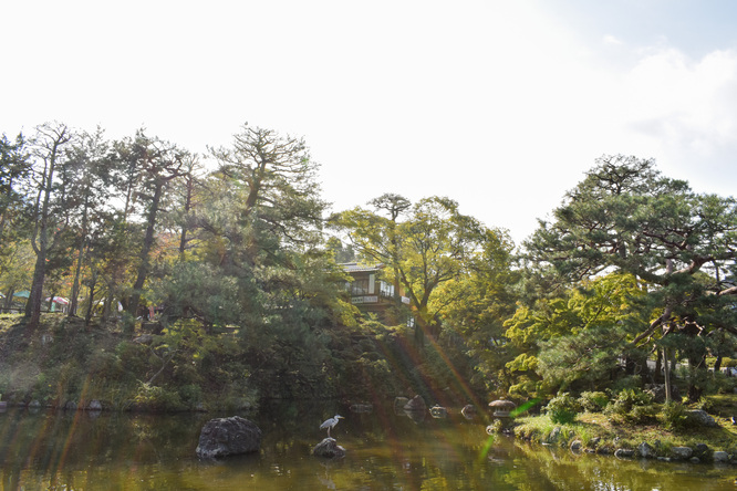 秋の京都_円山公園と紅葉