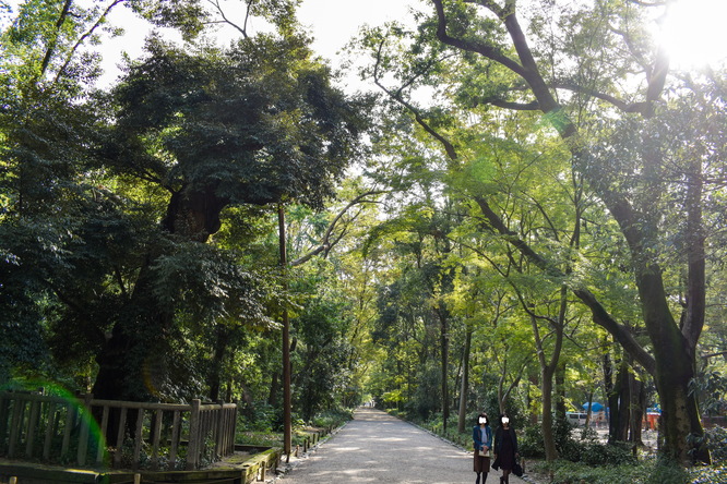 下鴨神社・糺の森と木漏れ日