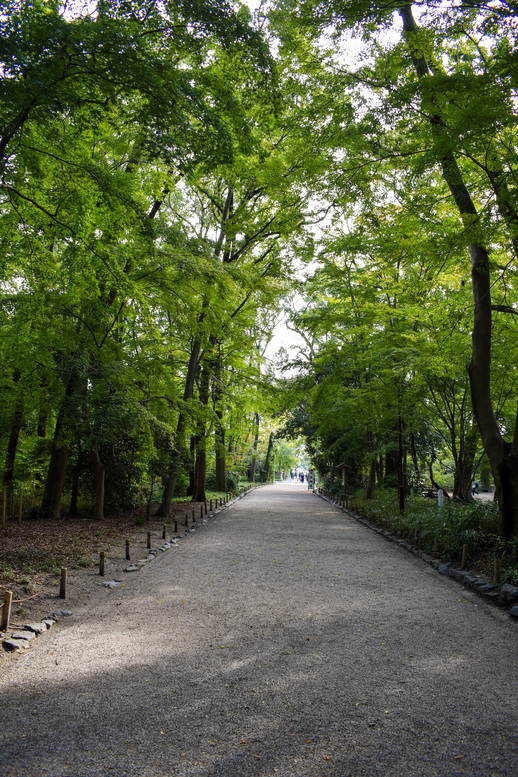 下鴨神社・糺の森と木漏れ日