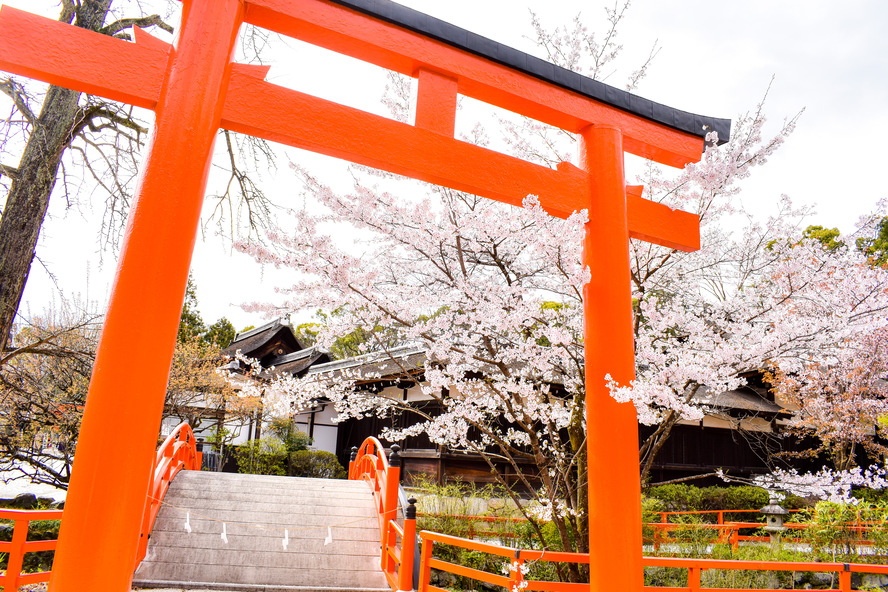 下鴨神社境内_太鼓橋と鳥居と桜