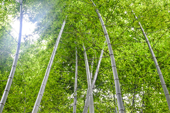 京都・嵐山_竹林の小径・秋