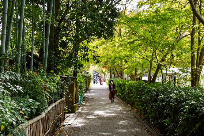 京都・嵐山_竹林の小径・秋