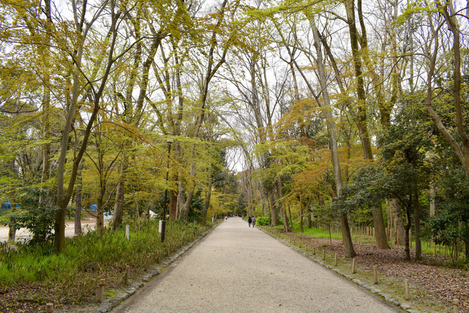 春の下鴨神社・糺の森